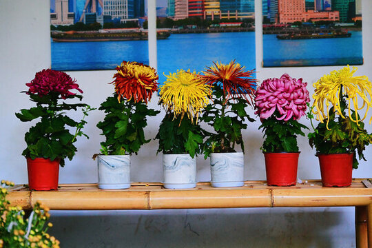 菊花