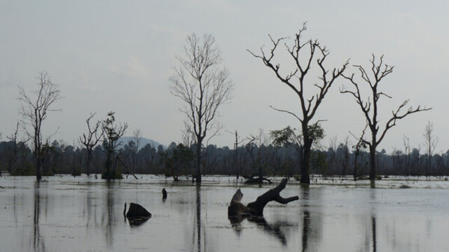 河道樹枝剪影