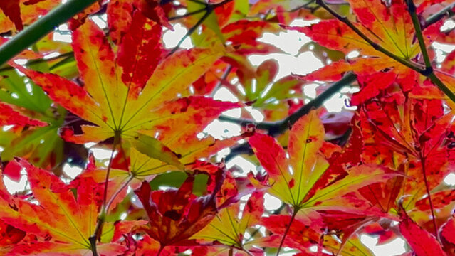 秋天的紅葉