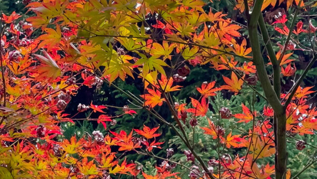 秋天紅楓葉