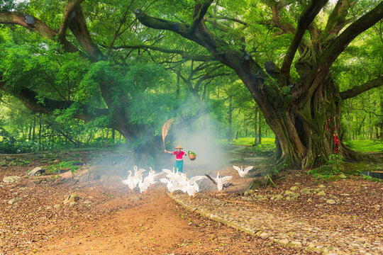 福建霞浦楊家溪榕樹公園