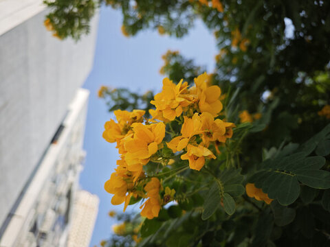 黃槐花開