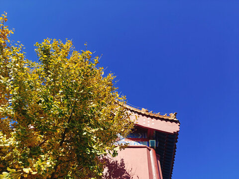 秋天的銀杏樹