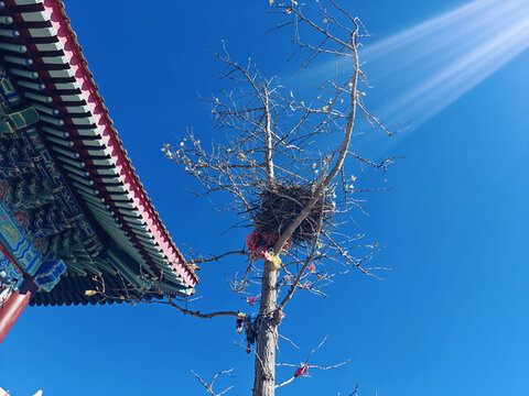寺廟里的鳥巢