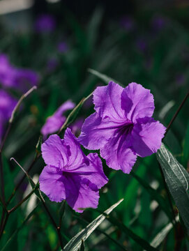 逆光通透的藍(lán)花草