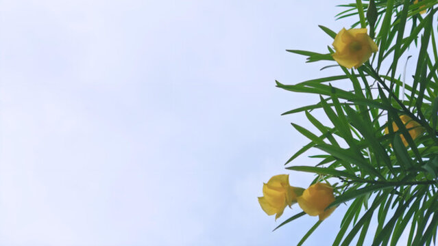 黃花夾竹桃