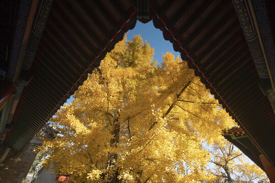 北京承恩寺