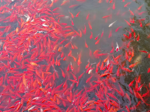 錦鯉