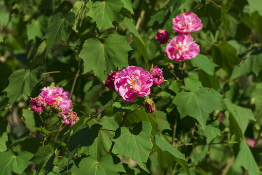 木芙蓉花