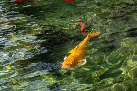 金魚(yú)