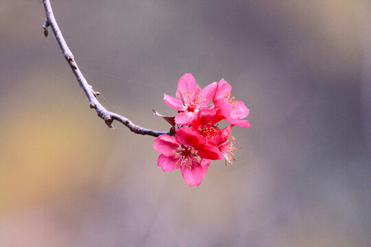 緋櫻開(kāi)花