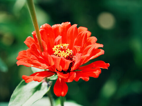 一朵紅色百日菊