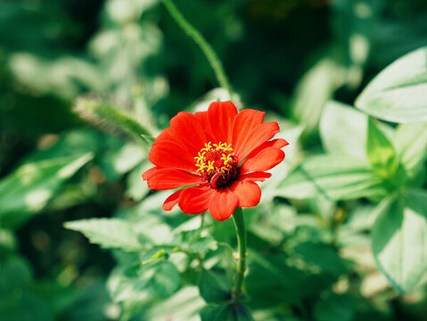 一朵紅色百日菊