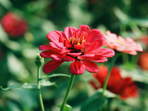 紅色百日菊