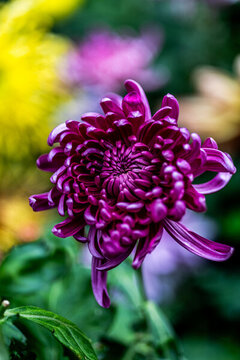 菊花