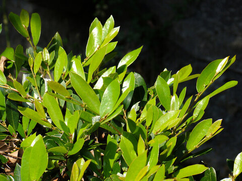 中華蚊母樹(shù)