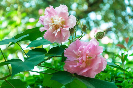 盛開的粉色芙蓉花