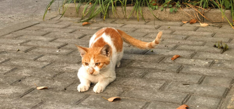小貓