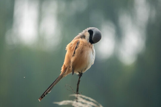 伯勞鳥站在樹枝上棲息