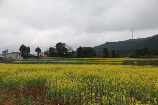 新農(nóng)村的油菜花春天花海