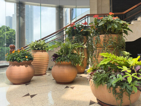 室內植物