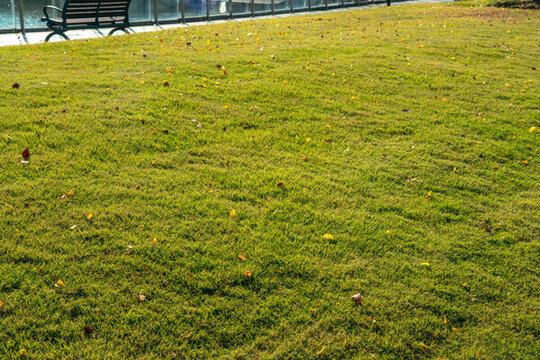 公園草坪