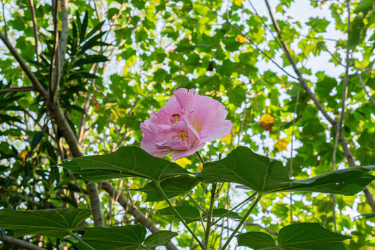 木芙蓉