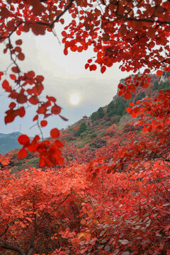 山東臨朐石門坊紅葉