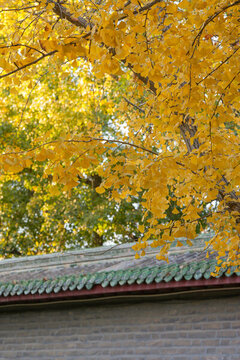 地壇公園的秋天