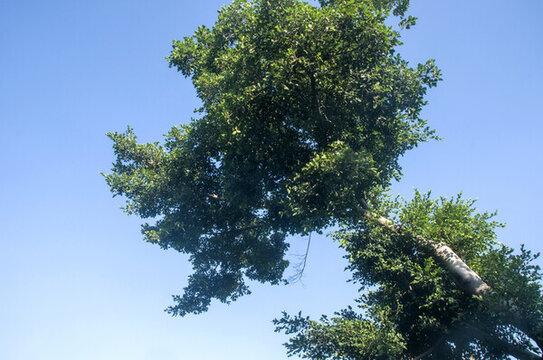 小葉榕樹冠