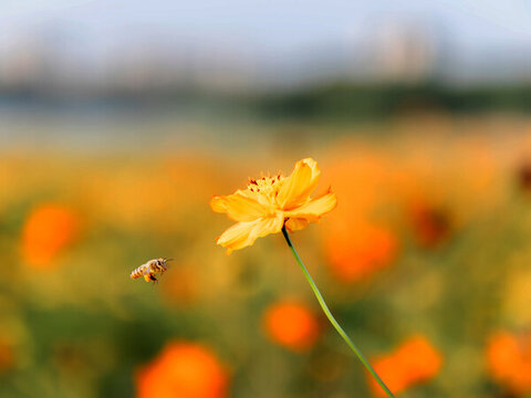 采蜜中的蜜蜂與格?；ㄌ貙? style=