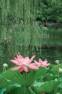 陶然亭公園荷花