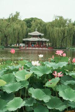 陶然亭公園荷花