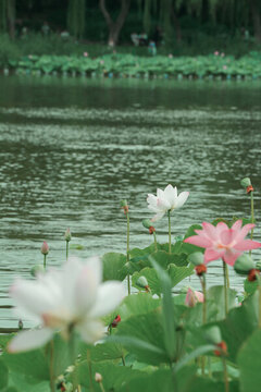 陶然亭公園荷花
