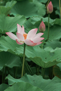 陶然亭公園荷花