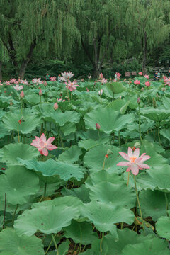 陶然亭公園荷花