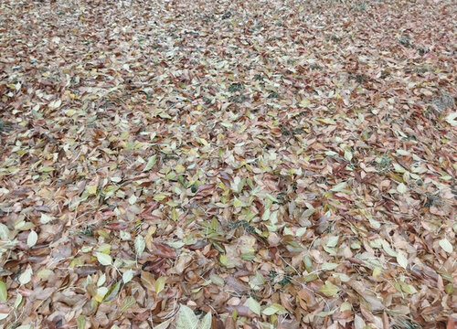 秋天的樹(shù)葉