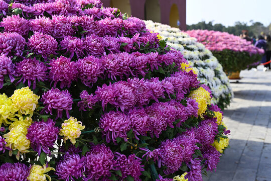 天壇公園菊花展