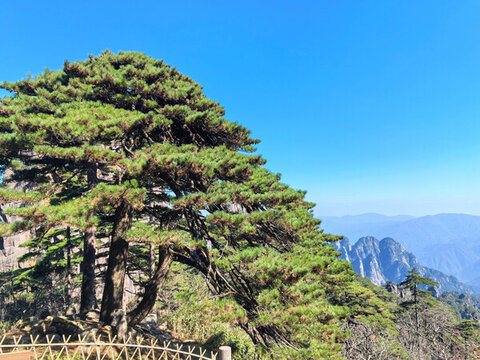 黃山松樹