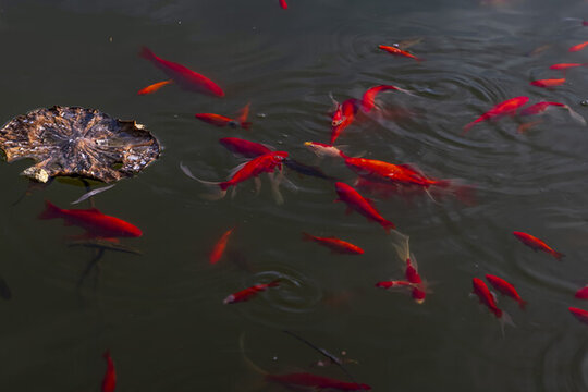 公園殘荷魚