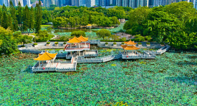 深圳洪湖公園