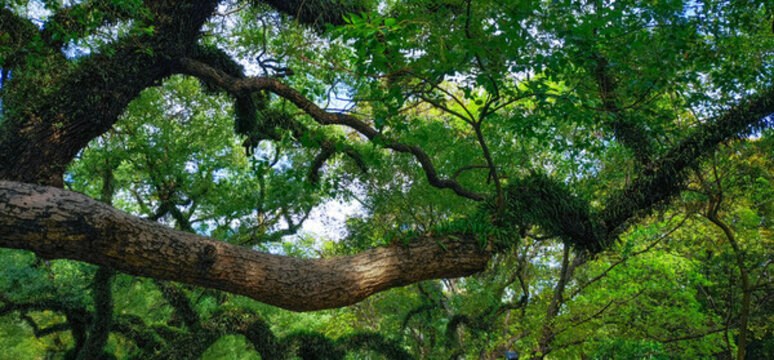 佛山中山公園內(nèi)茂密的綠色樹林