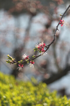 桃花