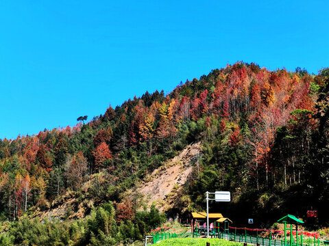 秋山