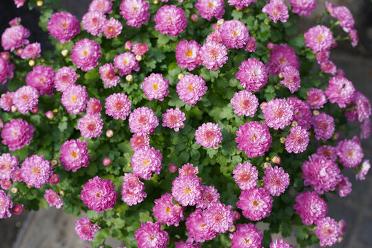粉紫色小雛菊