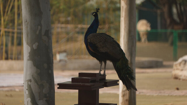 孔雀鳥類