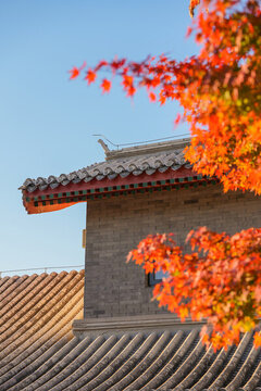 紫竹院公園紅楓秋色