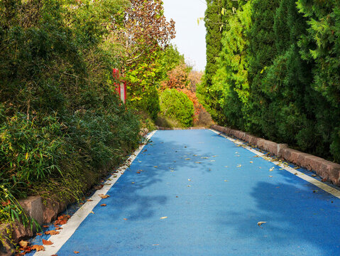 秋天的公園道路與樹木的美景