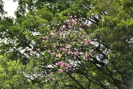 紫荊花