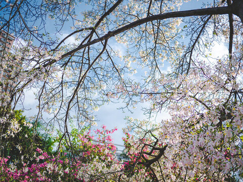 華南師范大學(xué)校內(nèi)白花異木棉花開(kāi)